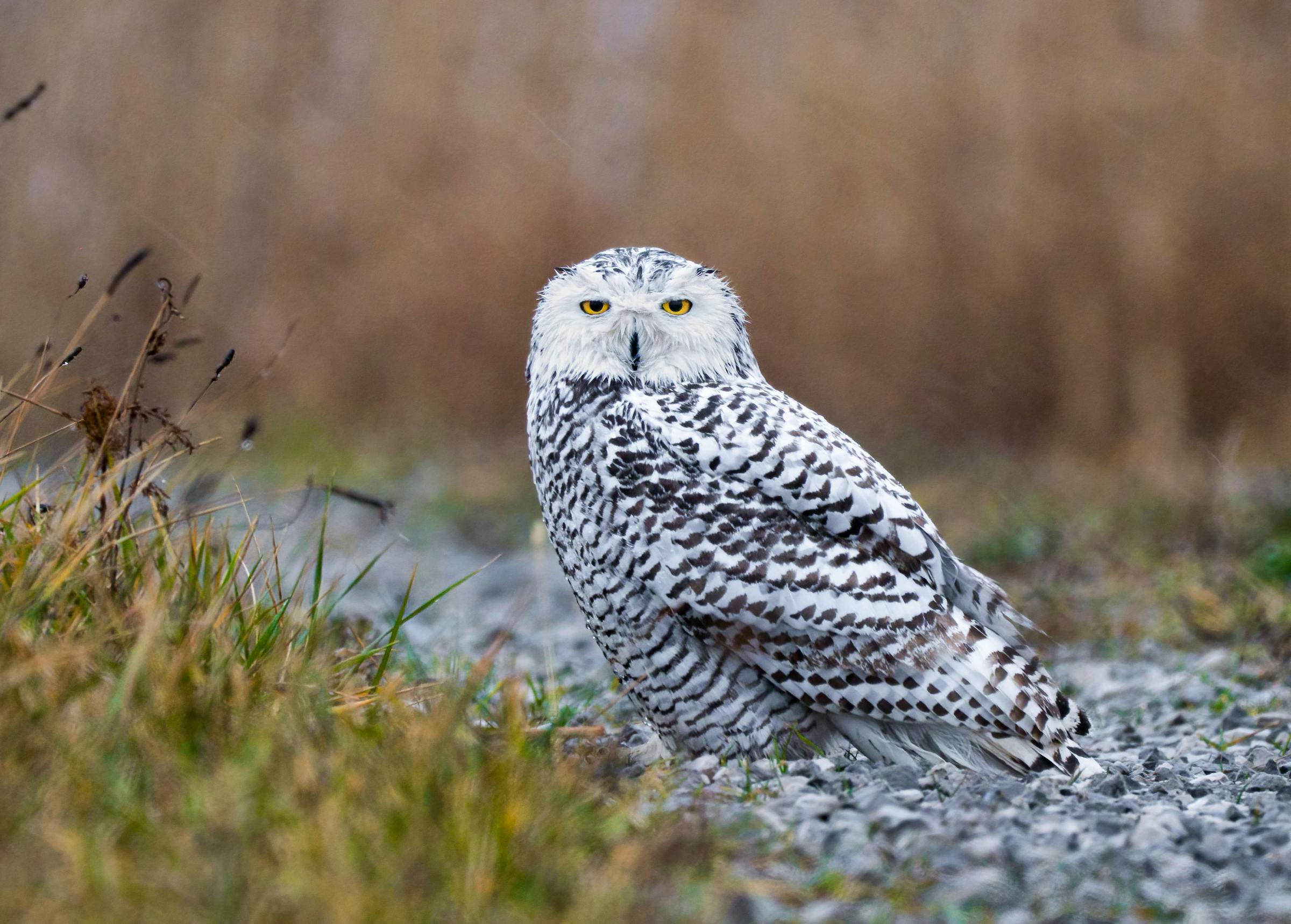 snowy owl looking at camera in the rain