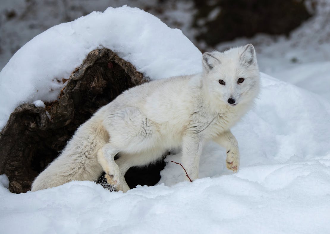 An Arctic fox walking out of its den, which appears to be a hollow log under a heap of snow.