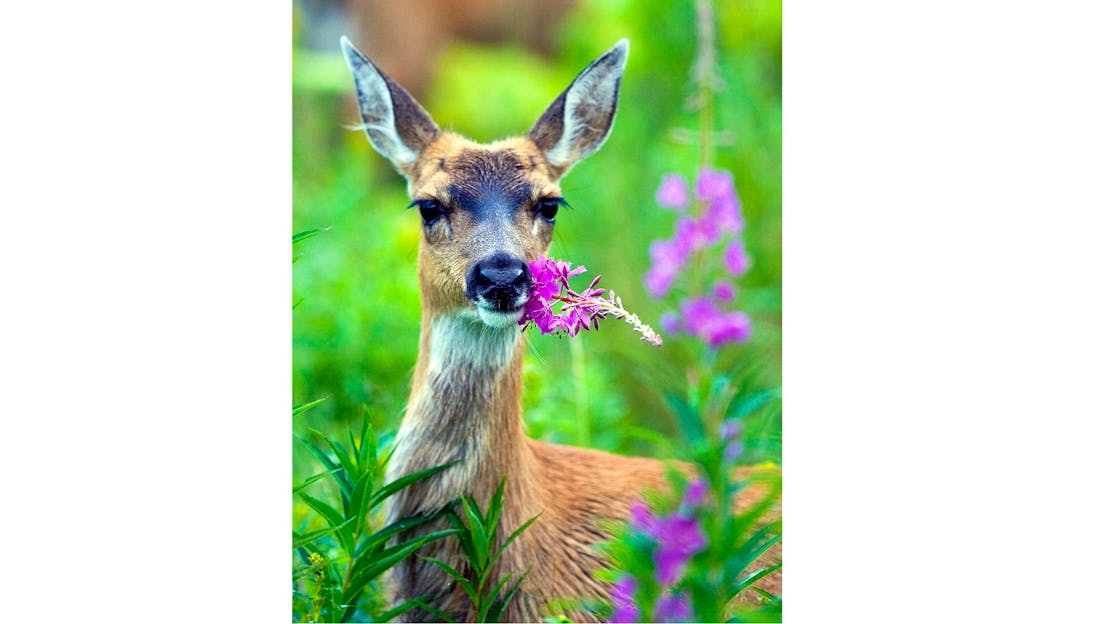 Sitka black-tailed deer munching on some magenta wildflowers at Kodiak National Wildlife Refuge in Alaska.