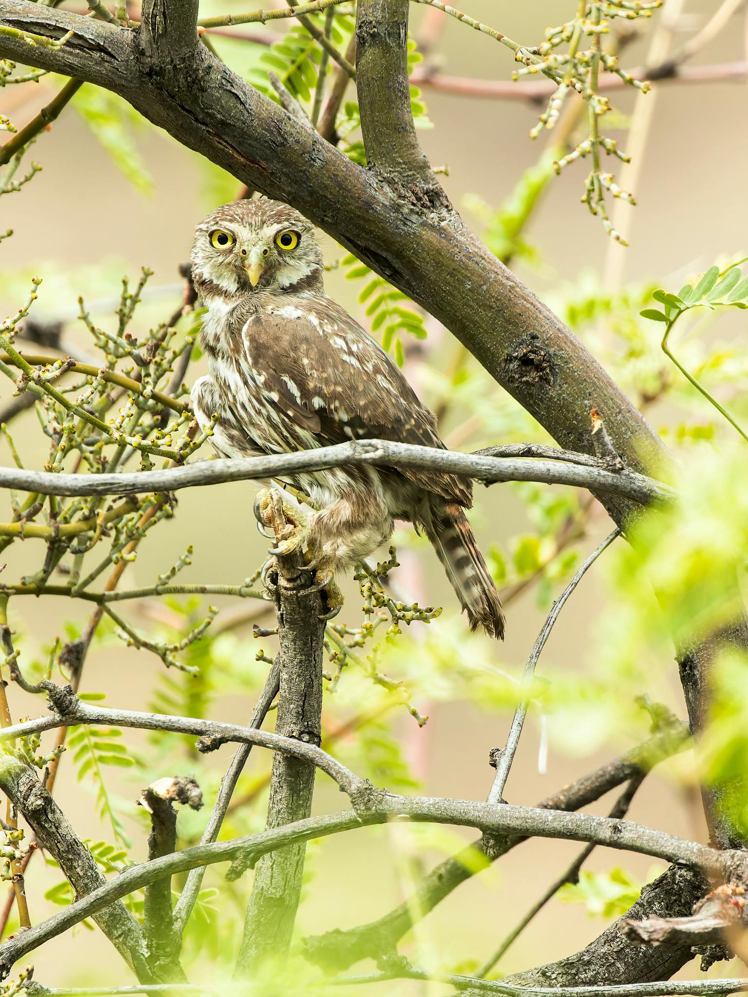 cactus ferruginous pygmy owl in a tree