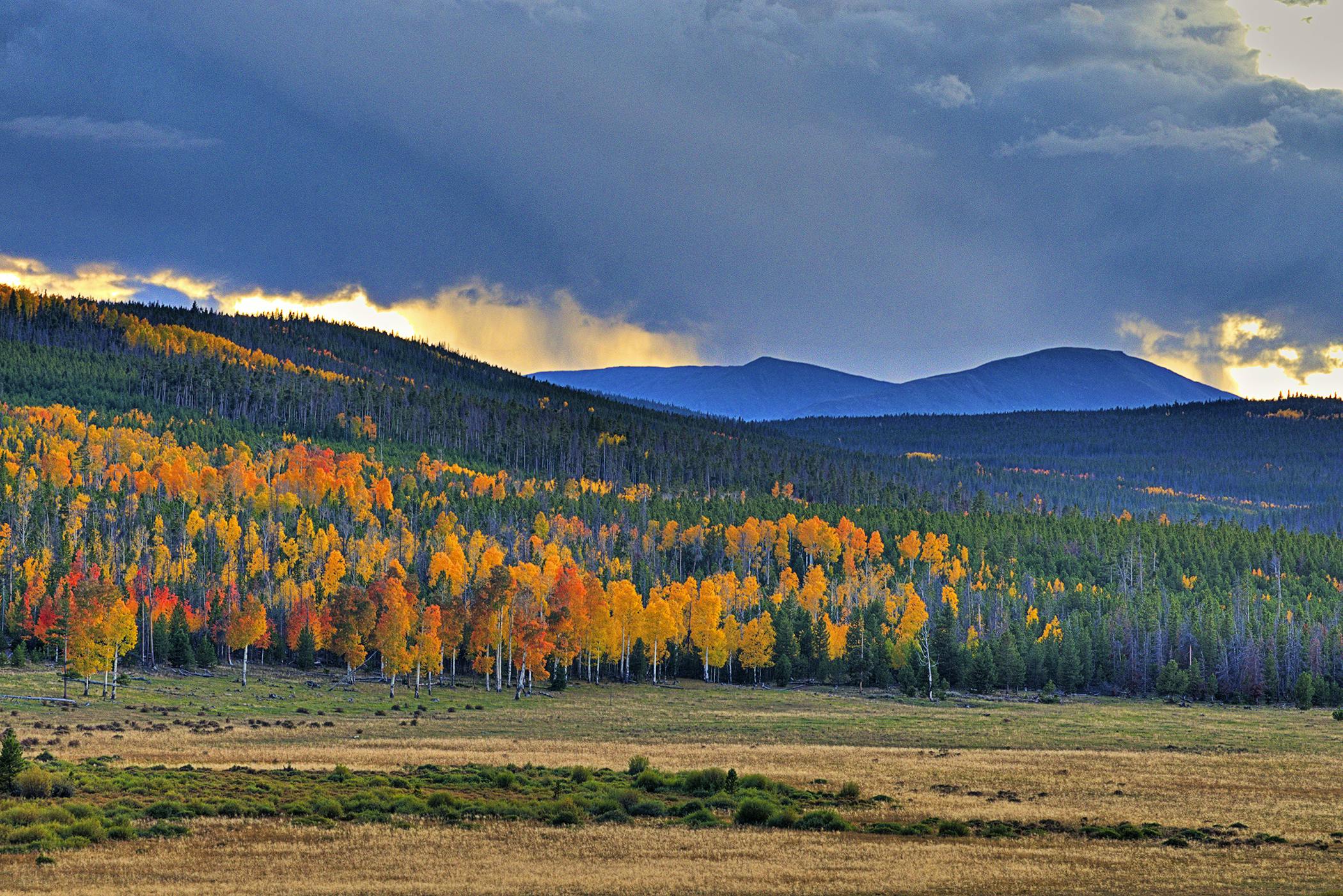 roadless area - field trees mountains and sky