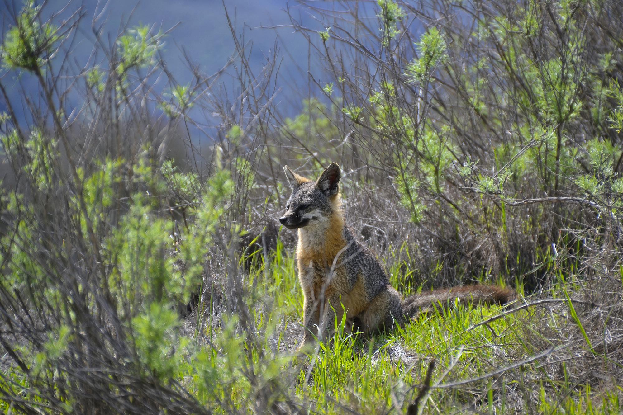 A Catalina Island Fox sitting in grass and among tall, branch-like shrubs.