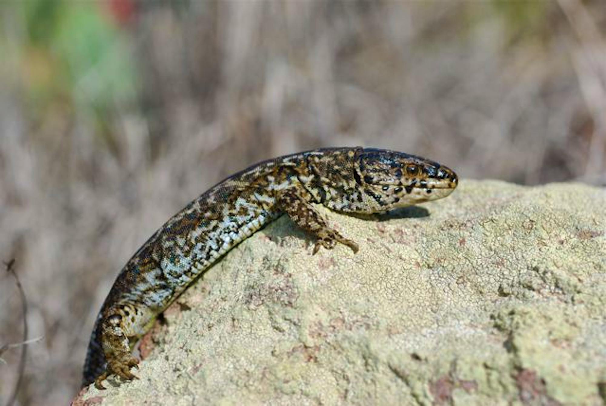 A island night lizard lays on a sandy-colored rock.