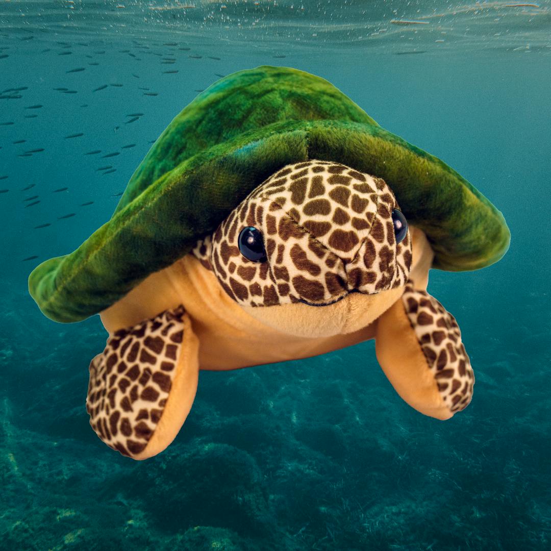 green sea turtle plushie