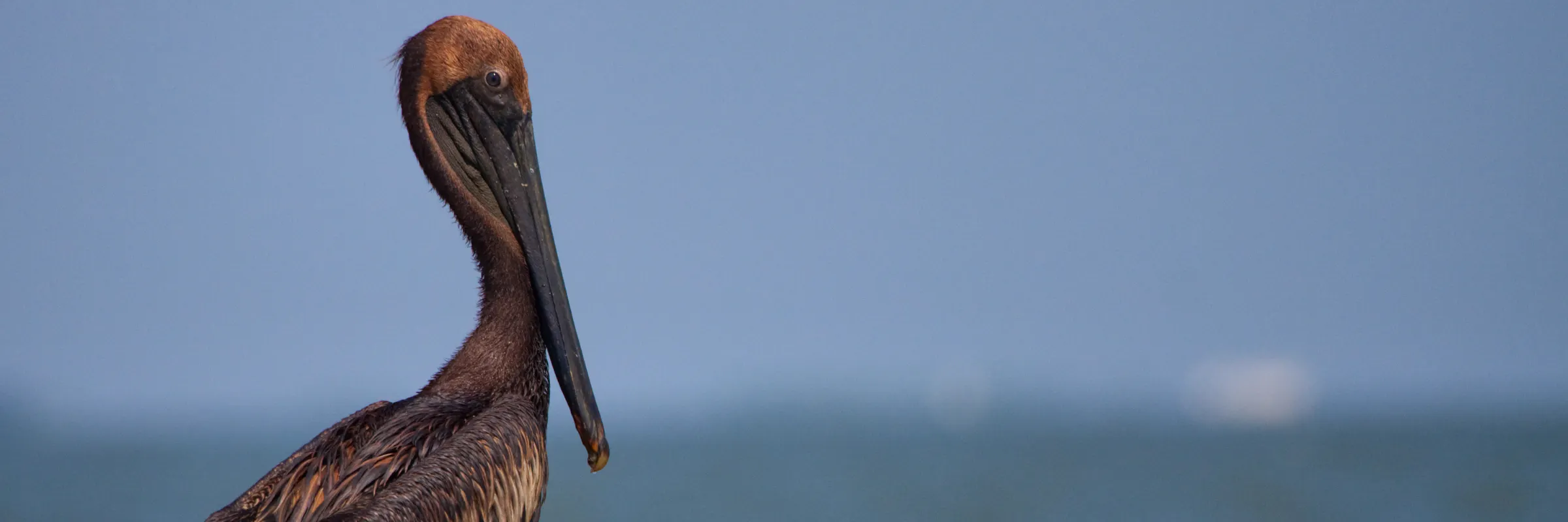 BP Oil Spill - Pelican covered in oil in profile