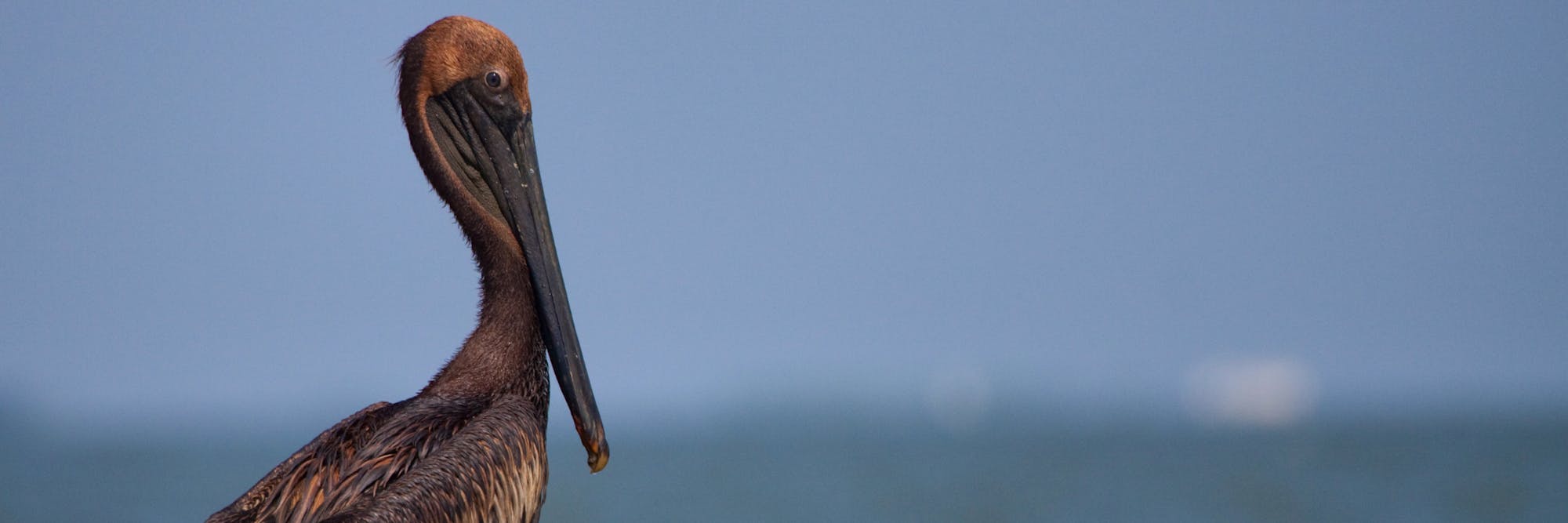BP Oil Spill - Pelican covered in oil in profile