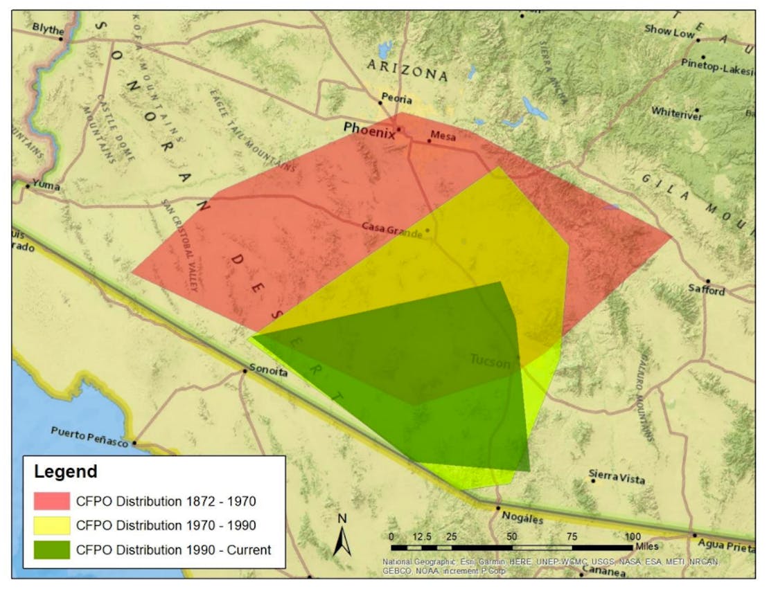 A map showing the change in distribution of cactus ferruginous pygmy-owls