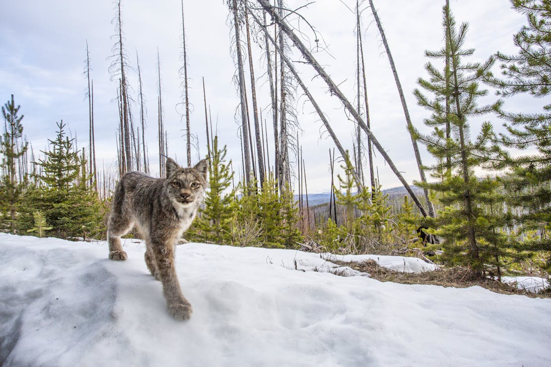 A Canada lynx walking on snow in the Tripod burn area in northcentral Washington. There are several small pines around the lynx and taller, bare trees in the background.