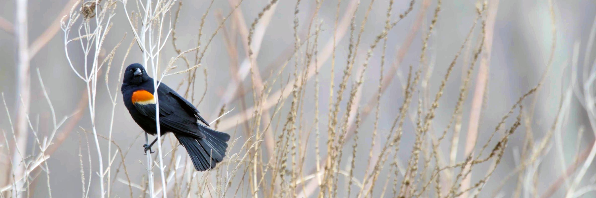 Red winged blackbird sitting on branch. It's black body and orange-red cap on its wing stand out against the gray background and white or tan branches behind the bird.