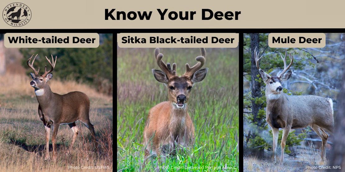 A graphic comparing three types of deer, with "Know Your Deer" written at the top. The left deer is an adult, white-tailed buck. He appears to be standing in a field with some trees in the background. The center photo is a male Sitka black-tailed deer in a field and his antlers are velvety. The last deer, on the far right is a Mule deer buck in a forest.