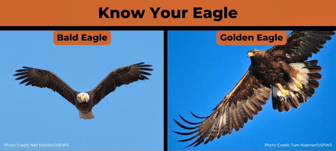 A graphic with a bald eagle on the left and a golden eagle on the right. The text above the two photos says "Know Your Eagle".