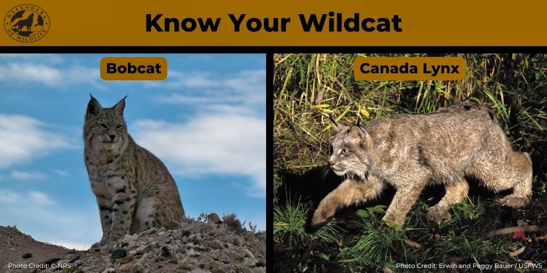 A graphic with a bobcat on the left and a Canada Lynx on the right. The text above the two photos says "Know Your Wildcat".