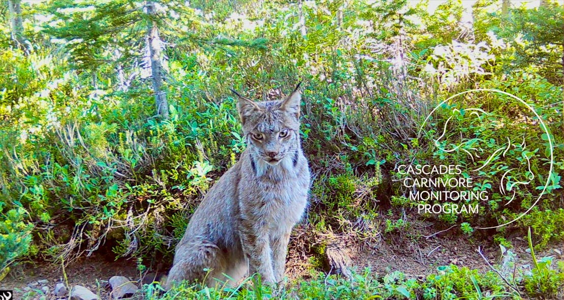 A Canada lynx sitting in front of a camera trap. The cat is surrounded by lush green shrubs and trees and appears to be on a narrow dirt and rocky trail or worn down (by animals) path.