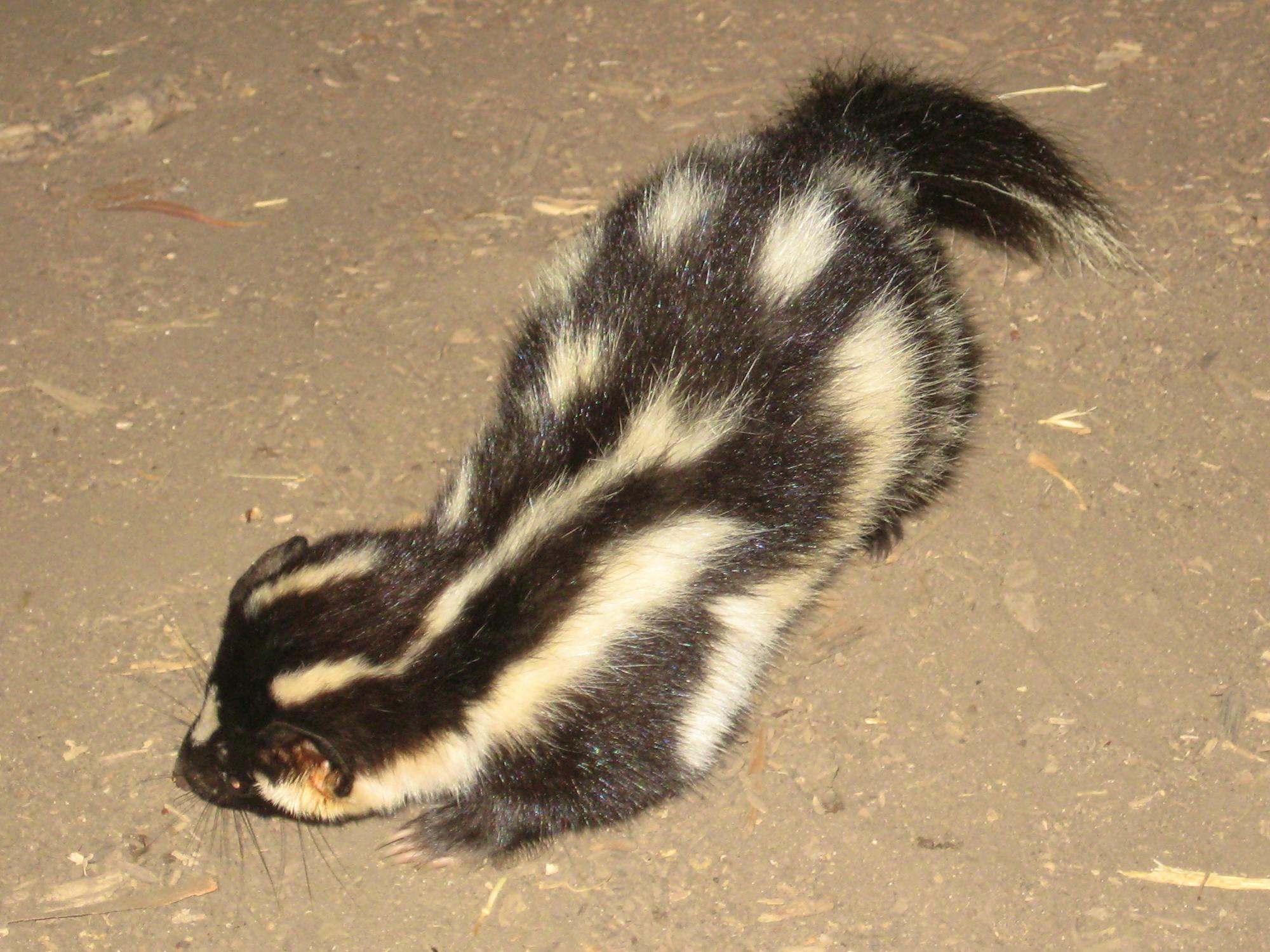A island spotted skunk