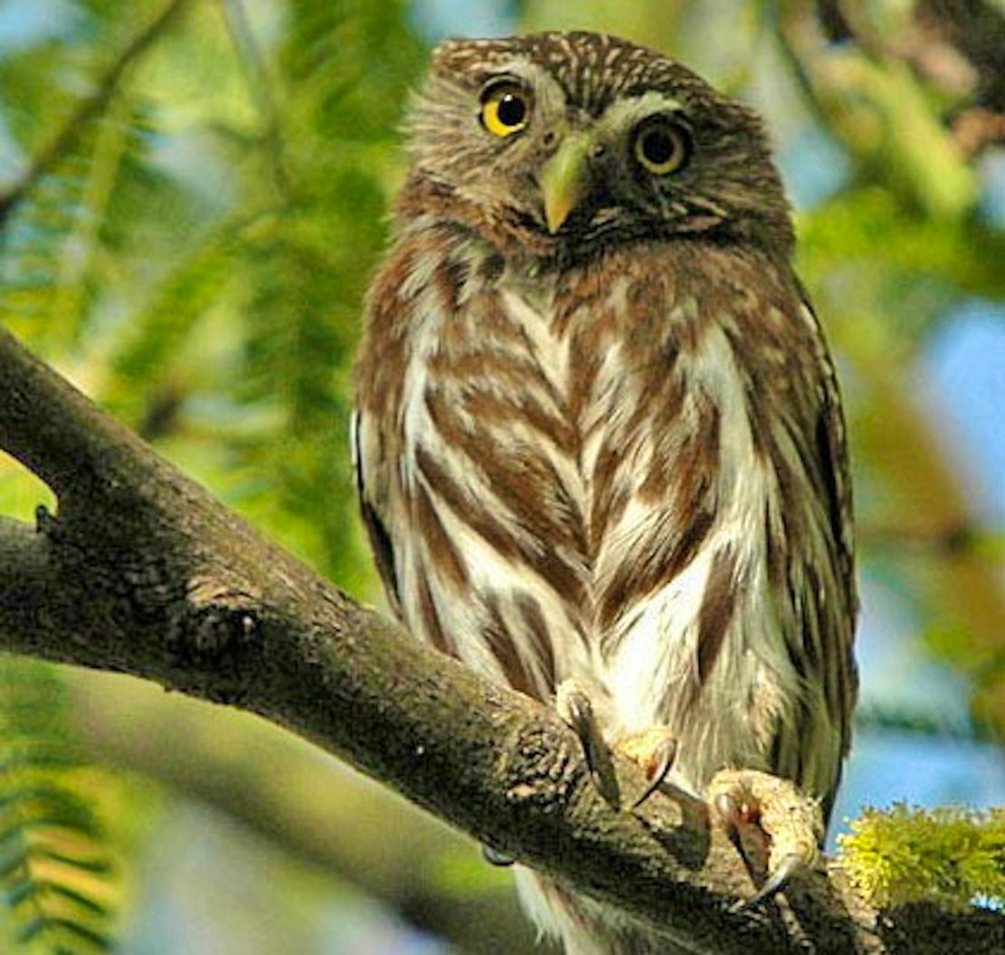 cactus ferruginous pygmy owl in a tree