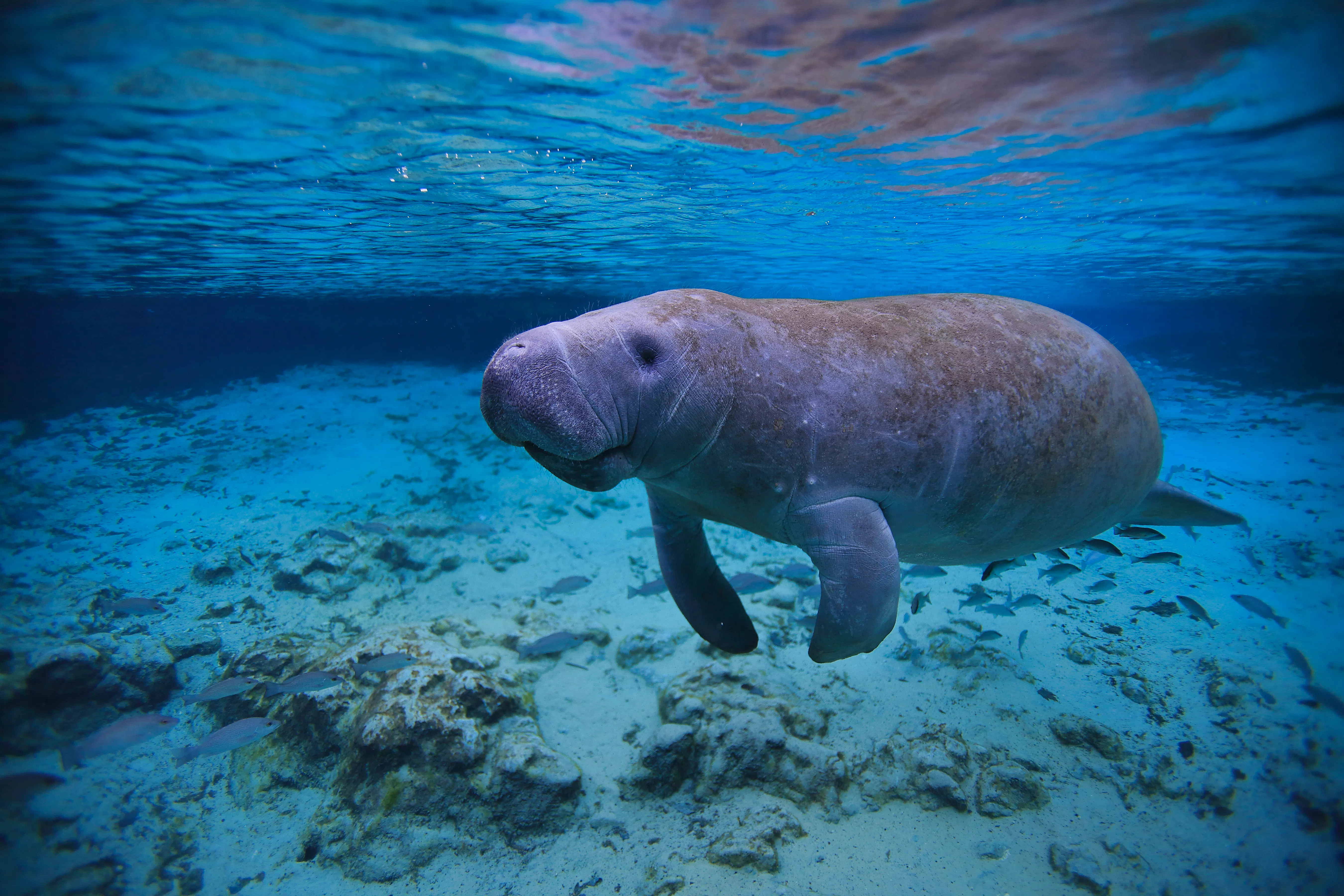 Single manatee under water  swimming in the hot springs sanctuary in Florida