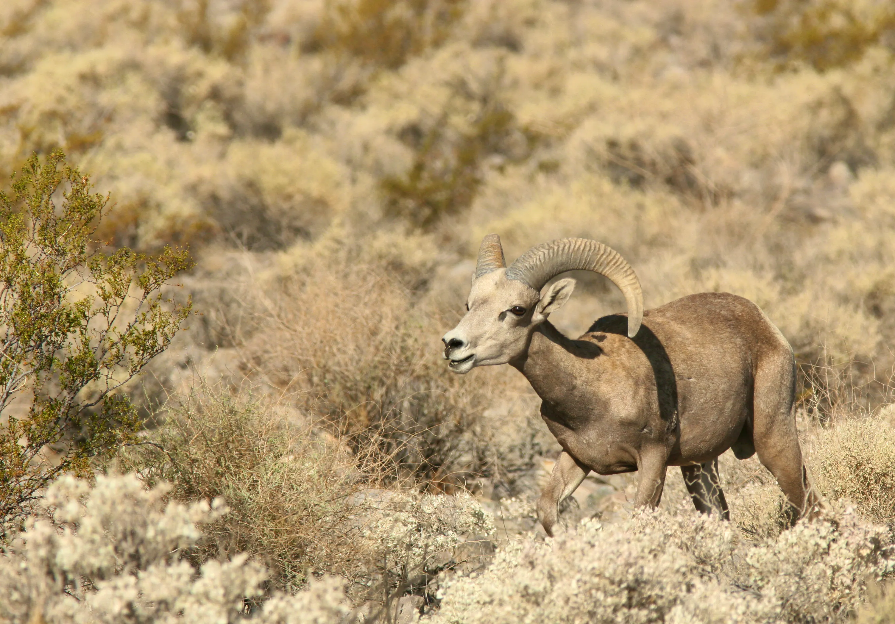 Desert bighorn sheep surrounded by dried brush and grasses in the Mojave National Preserve.
