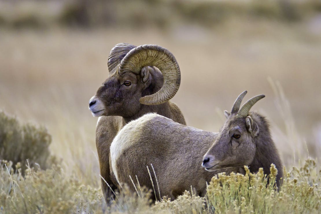 A male (ram) and female (ewe) bighorn sheep stand in a field of tall grasses. They both look to the left, the female is standing in front of the male.