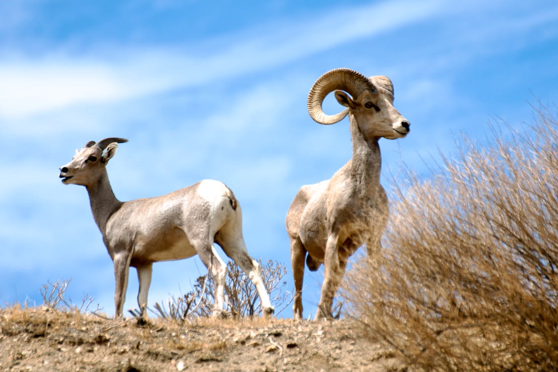 A female and male Desert bighorn sheep stand on a hill facing away from each other.