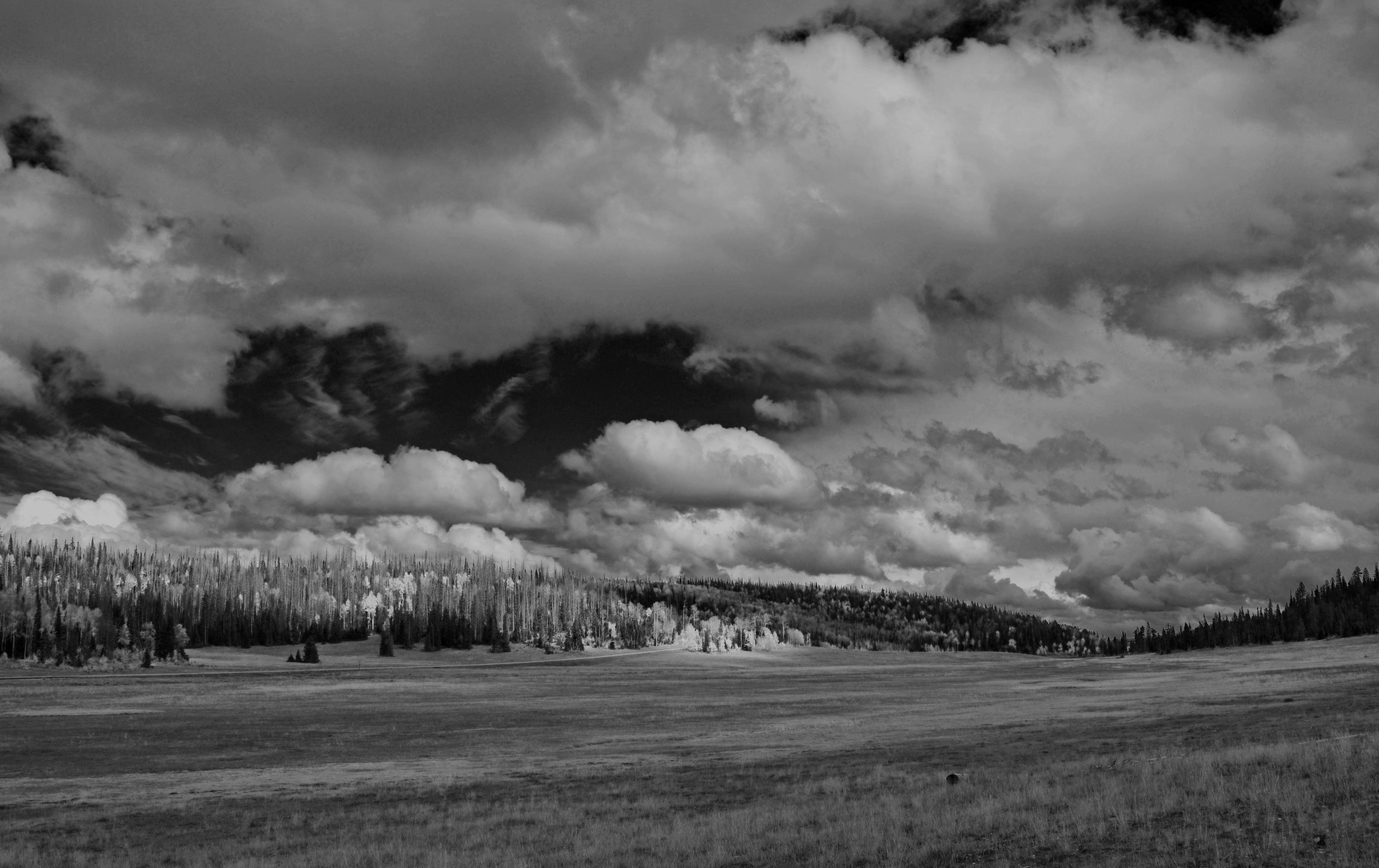 Dixie National Forest - Utah