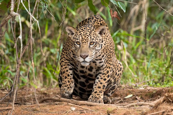 Jaguar crouched looking intensely