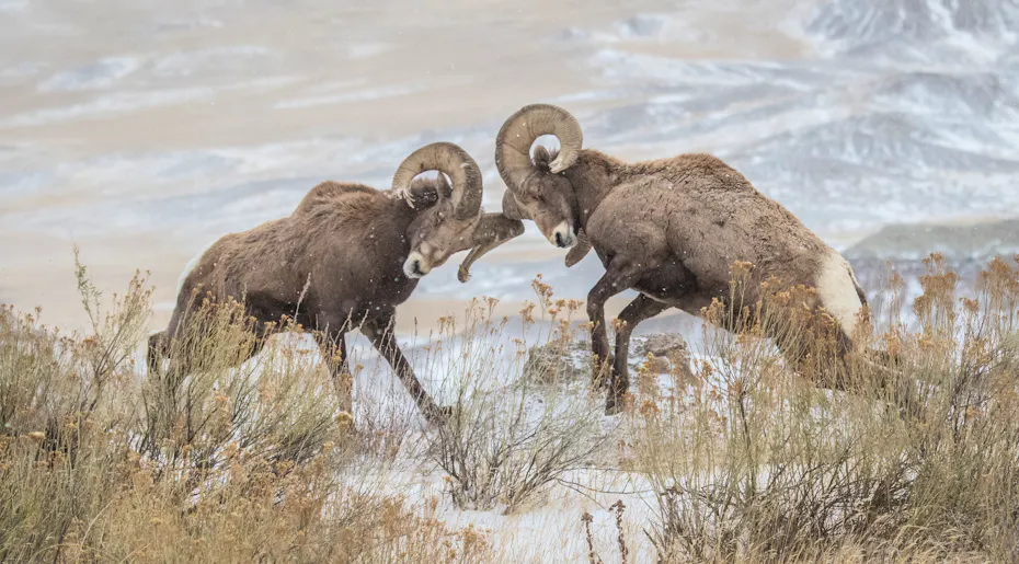 Did Ewe Know? Remarkable Facts About North America’s Wild Ram Animal ...