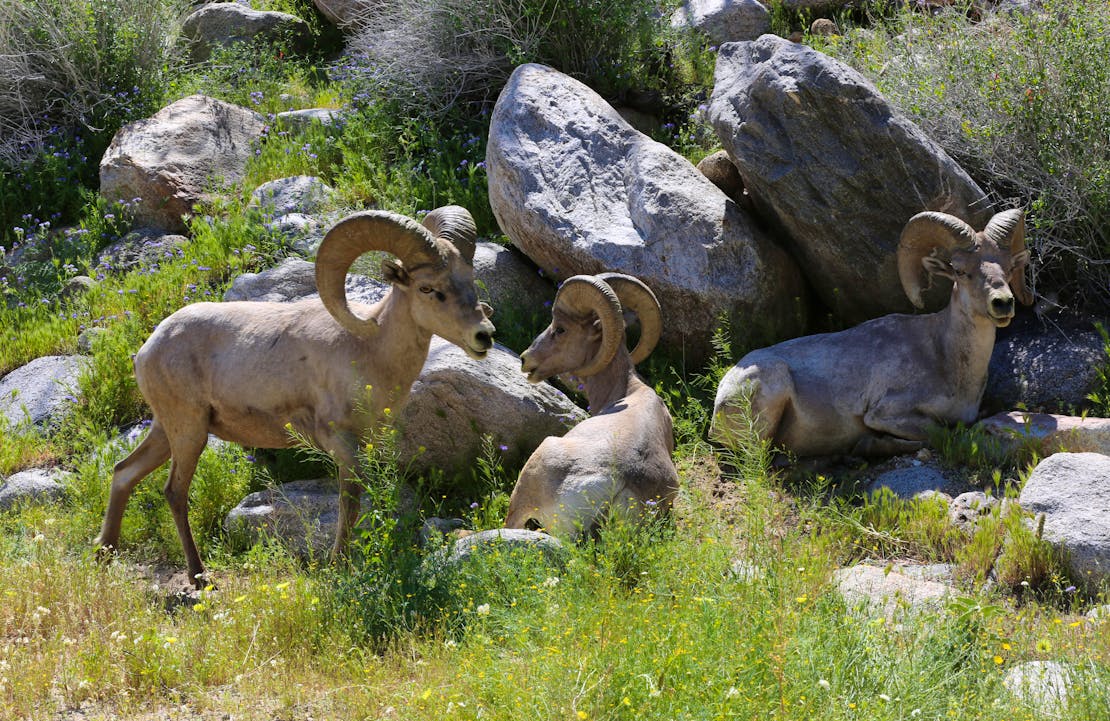 Three bighorn sheep rams. Two are laying down in front of and on rocks. The third has just approached and is still standing. Tall, green grasses grow in front of the rams and among the rocks behind them.