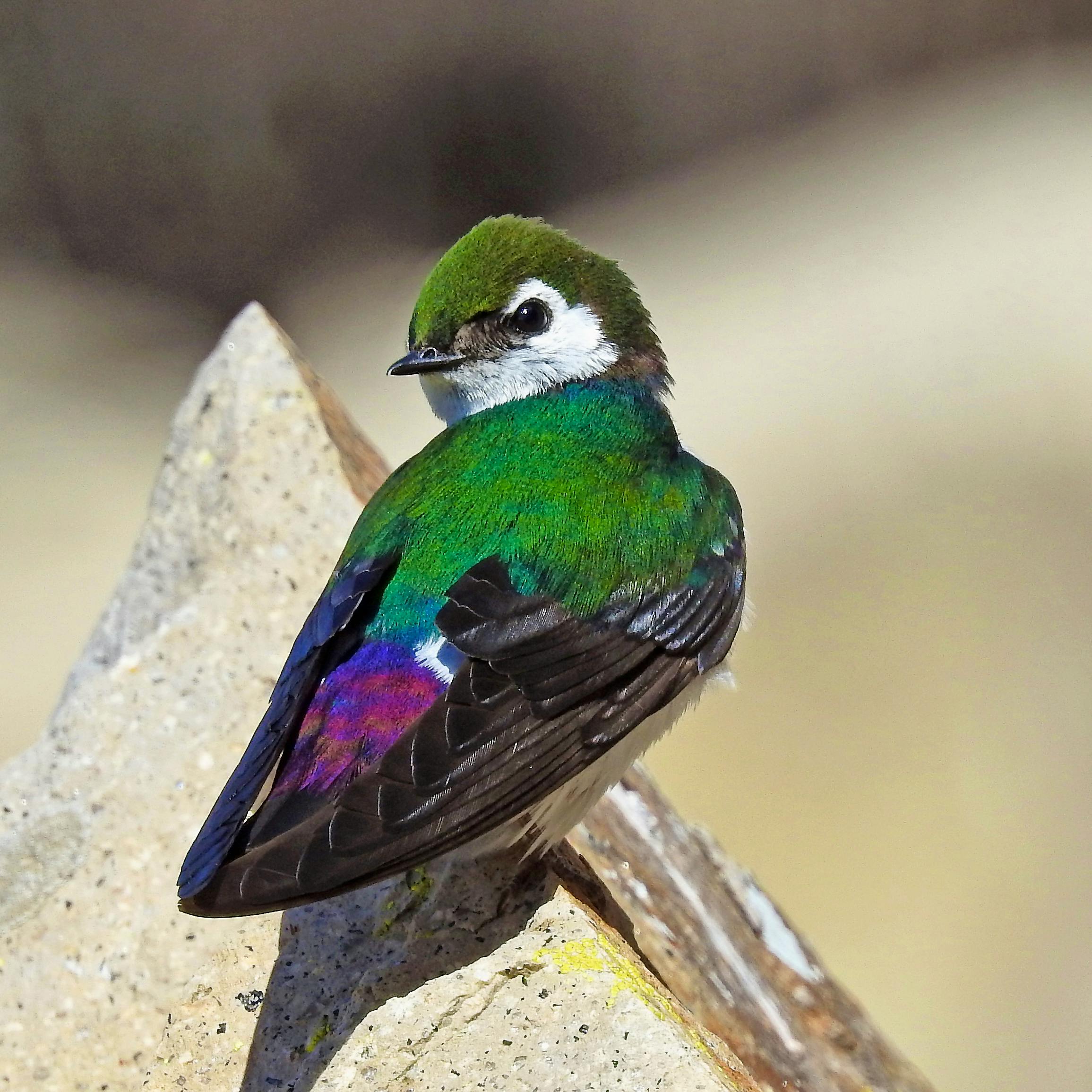 Violet-green Swallow 