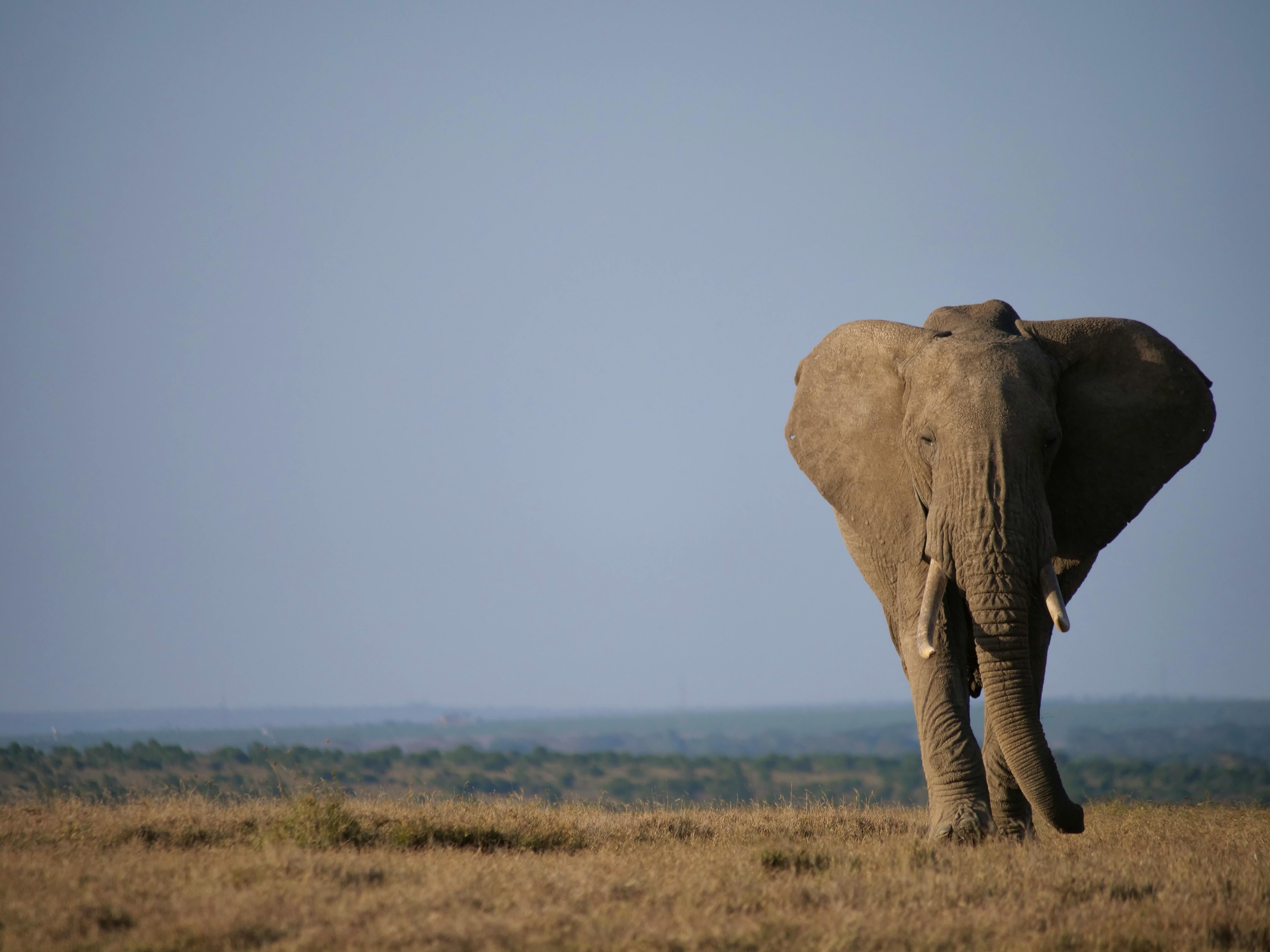 Savanna Elephant (likely male) alone on an open landscape.