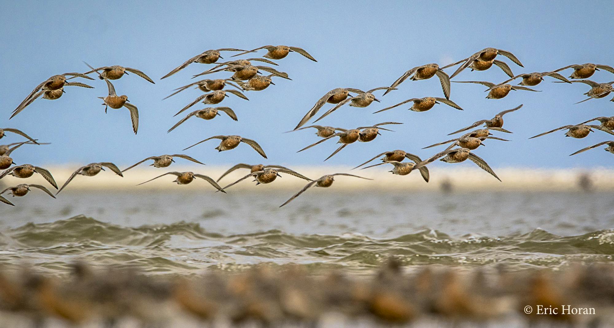 red knots flying towards camera