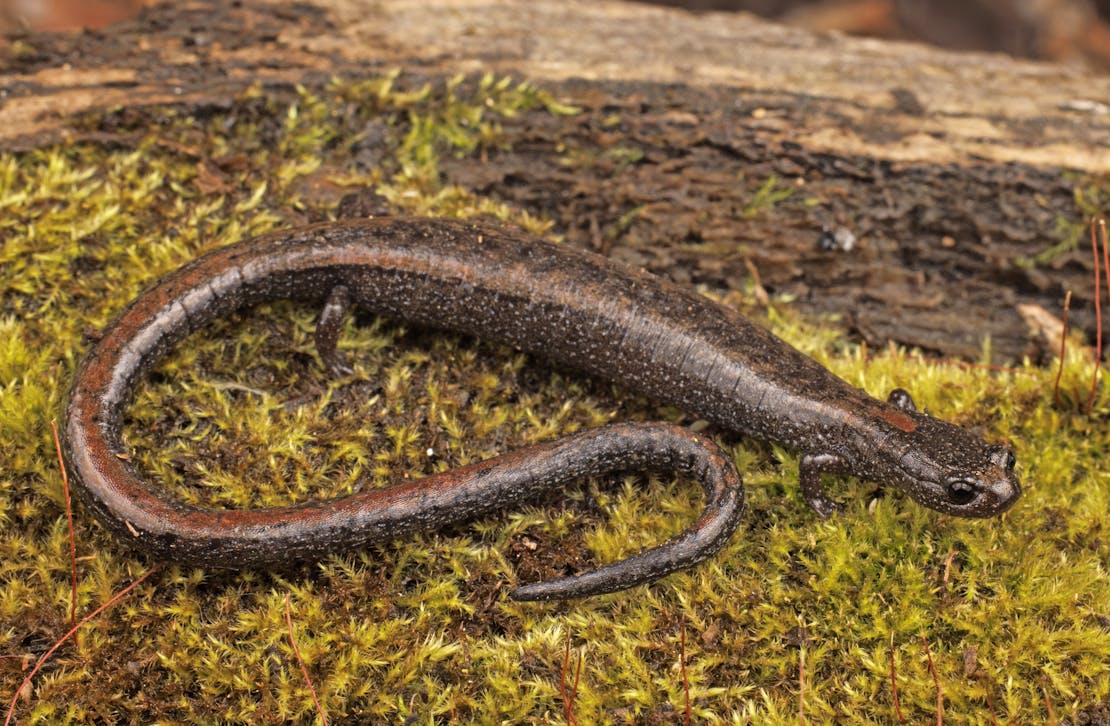 A Relictual Slender Salamander, which is brown in color, on moss