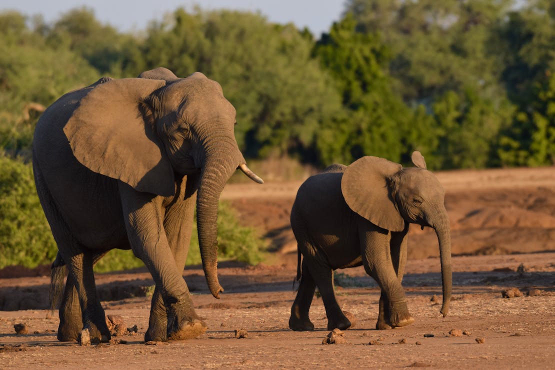 Two savannah elephants walking. The elephant on the right is a young calf who's tusks haven't grown in yet. The elephant on the left appears to only have one tusk on the right side.
