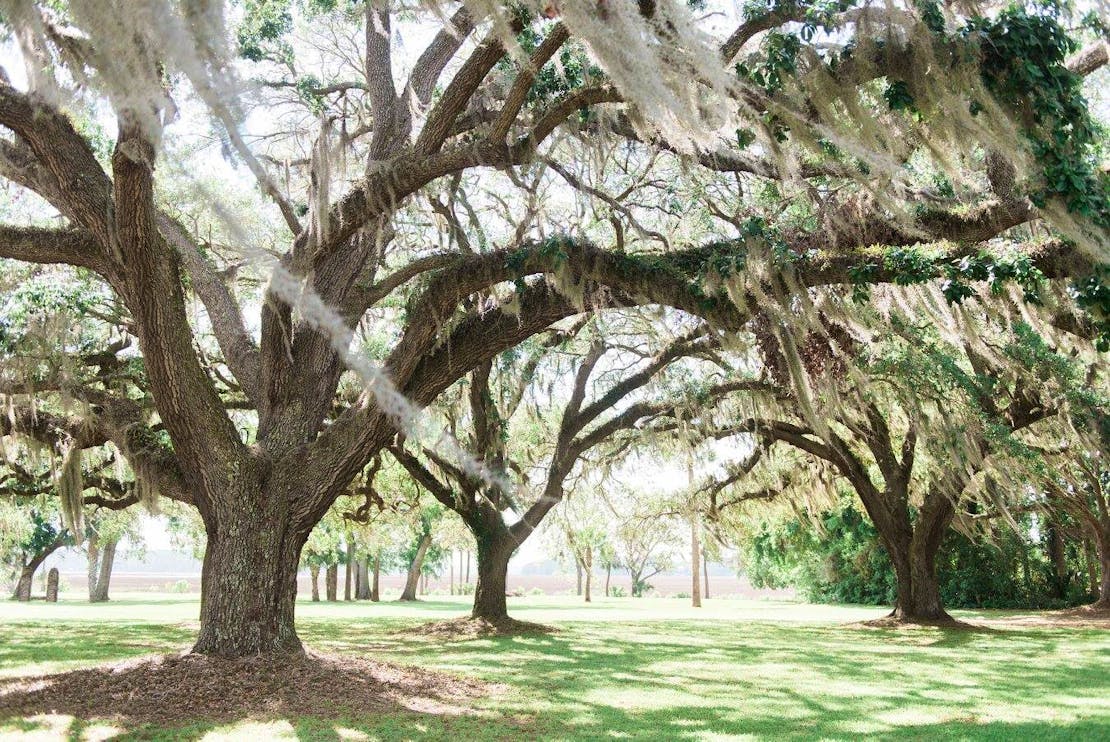 Live oak trees spread over a grassy area with Spanish moss hanging off the tree limbs.