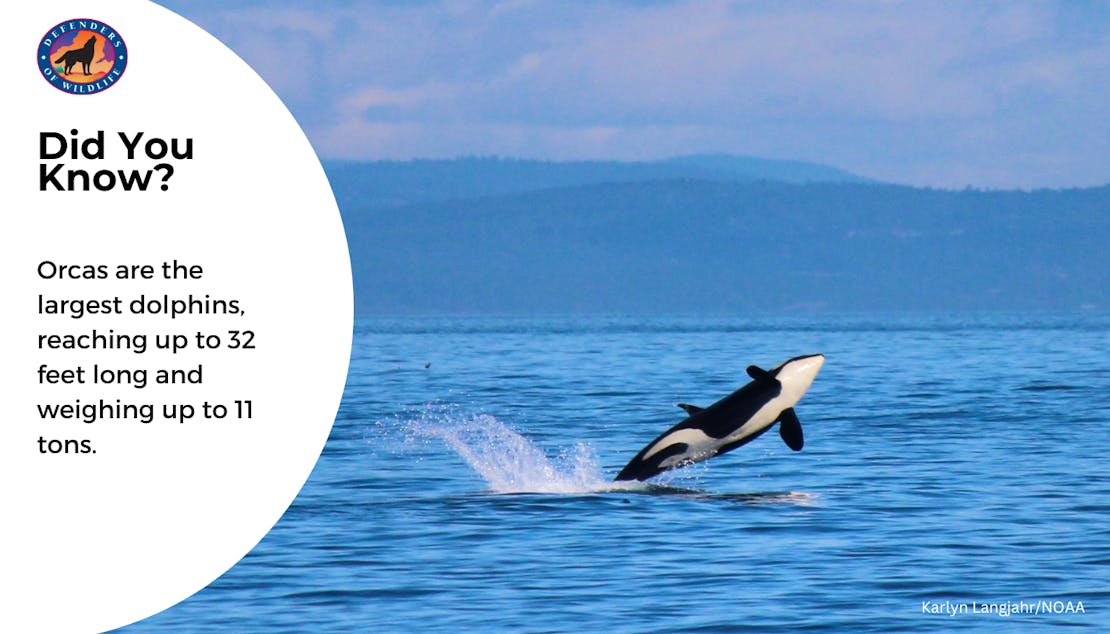 A graphic with an orca standing in the snow. The graphic says "Did You know? Orcas are the largest dolphins, reaching up to 32 feet long and weighing up to 11 tons."
