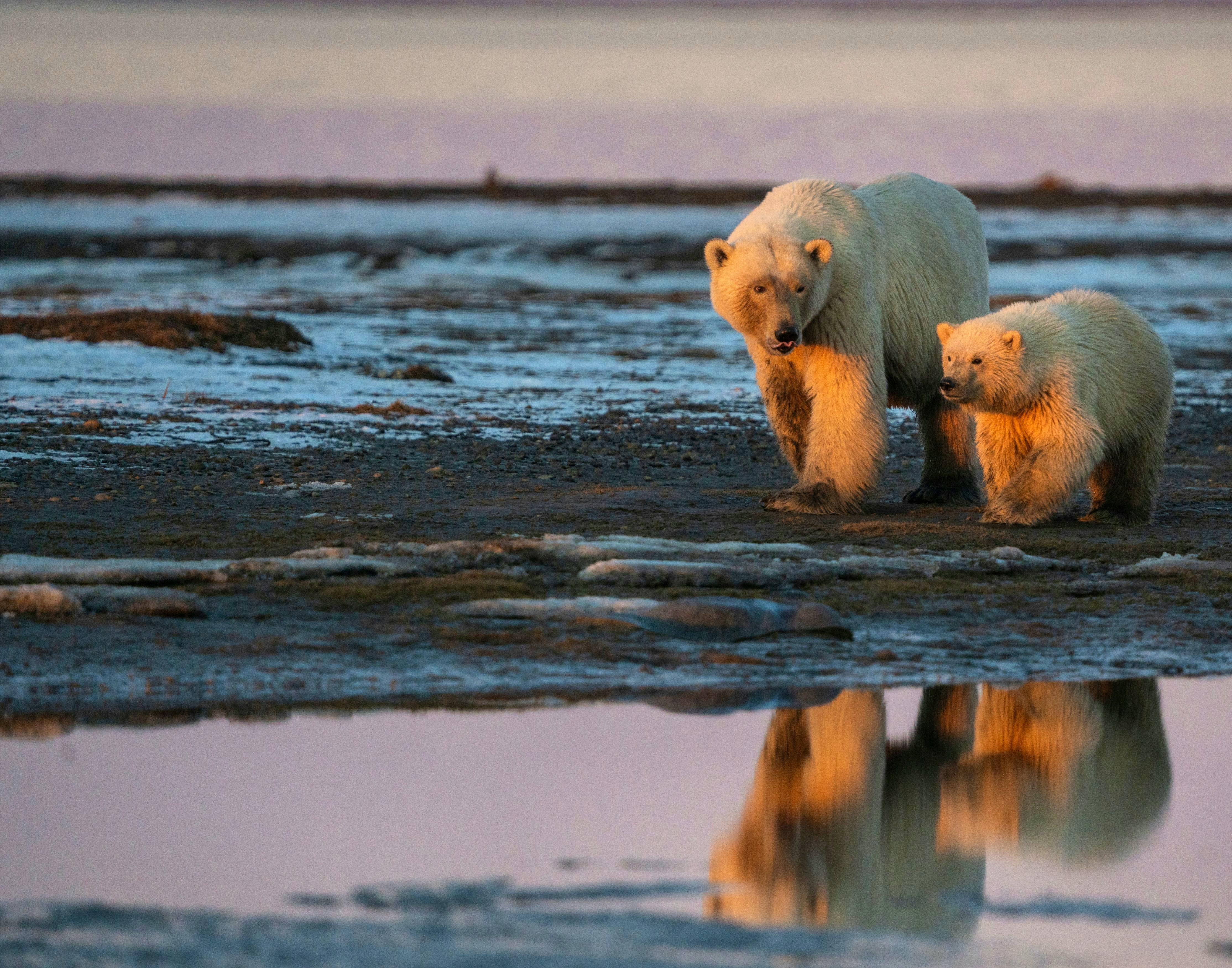two polar bears on ice with sunset