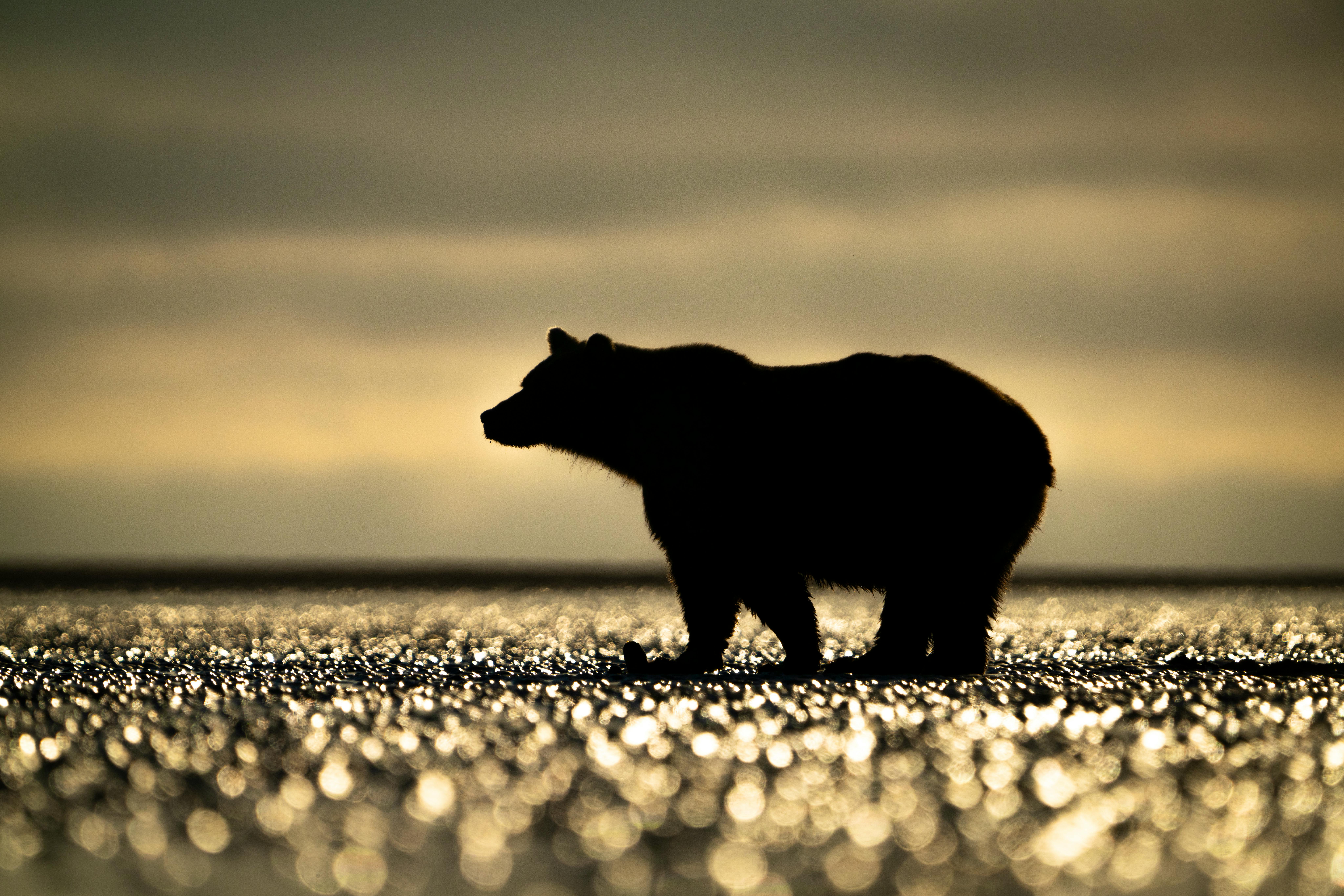 08.22.25 - Bear backlit 2 -  Lake Clark National Park - Running Wild Media.jpg
