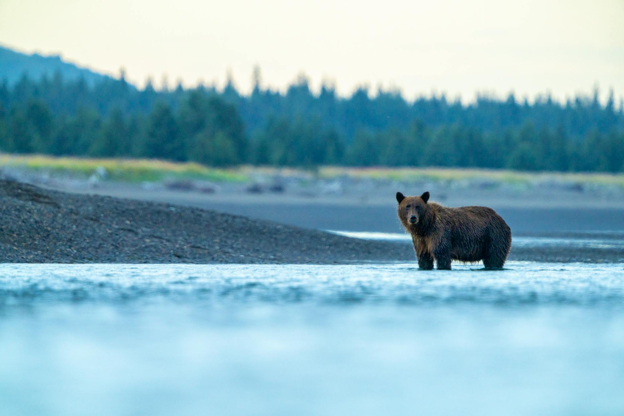 08.22.25 - Bear posing in river -  Lake Clark National Park - Running Wild Media.jpg