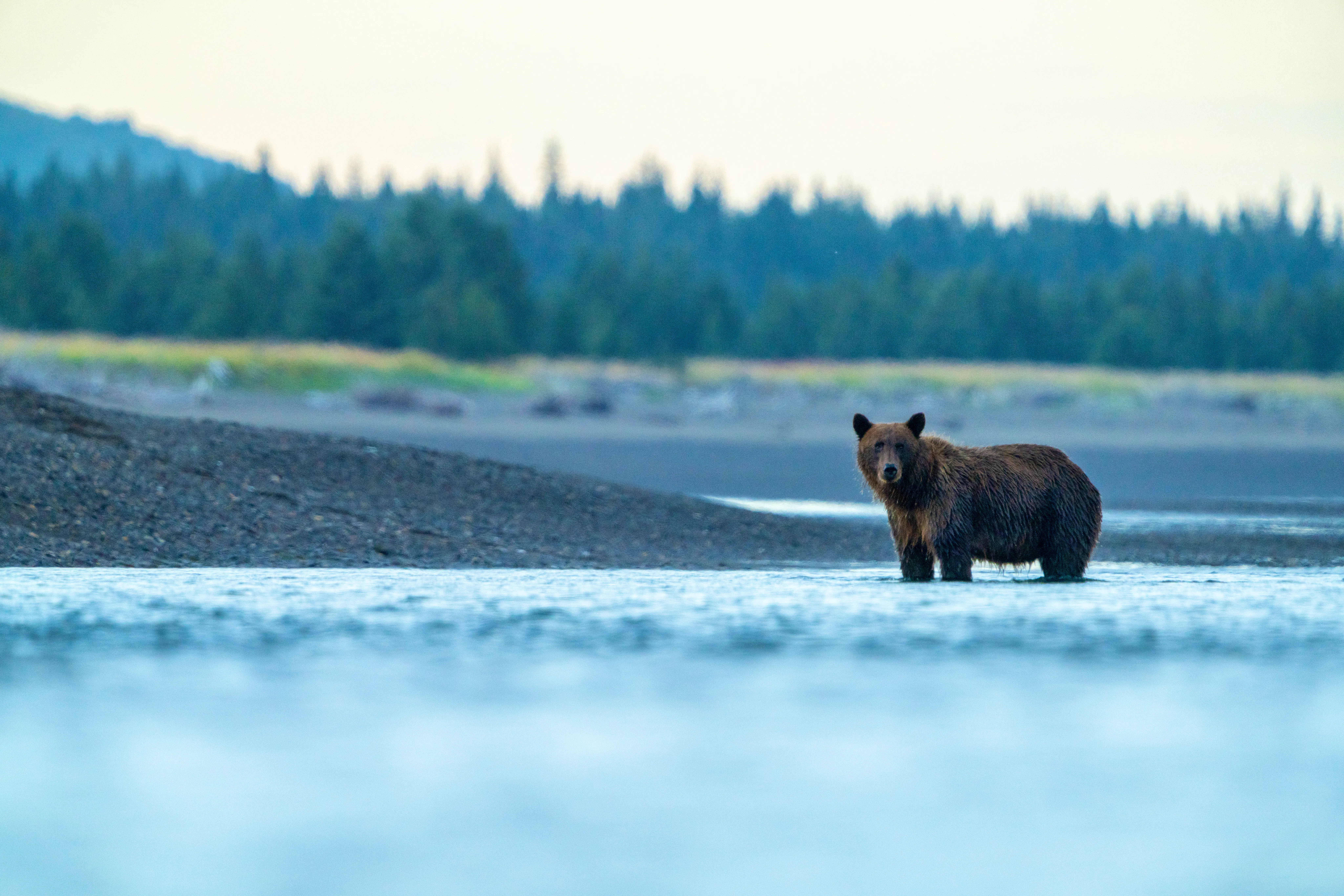 Bear posing in river 