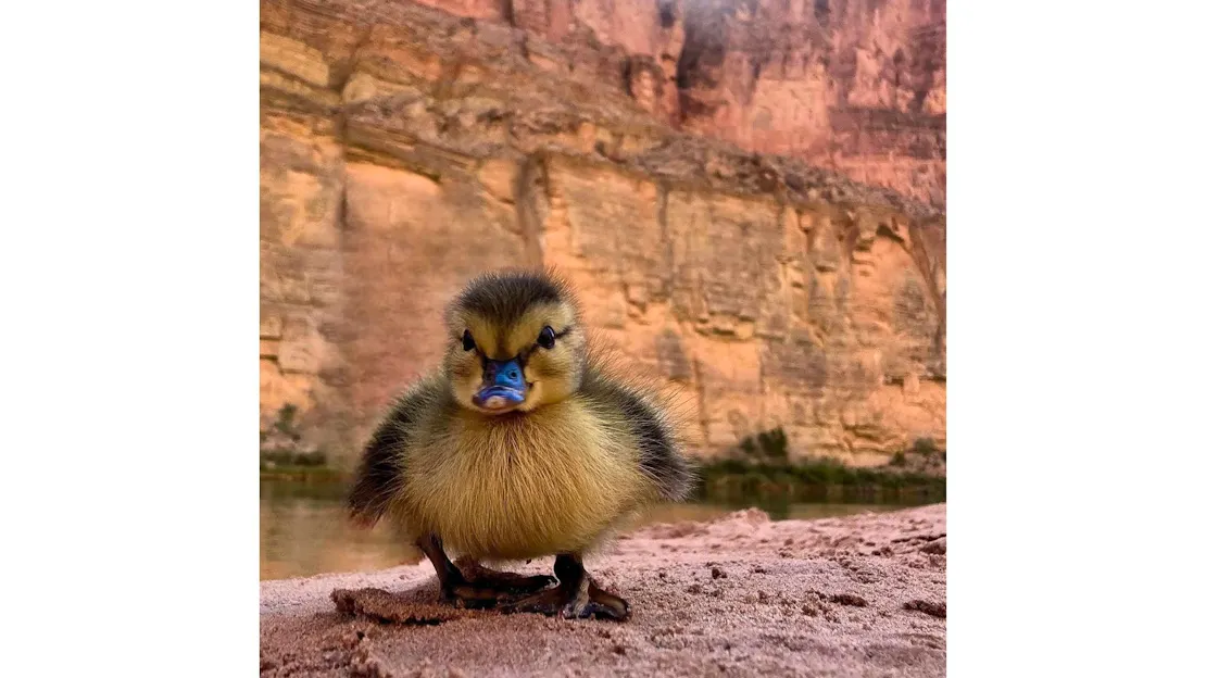 A duckling stands on the red-brown ground in the Grand Canyon. There is a river cutting through the canyon behind the duckling.
