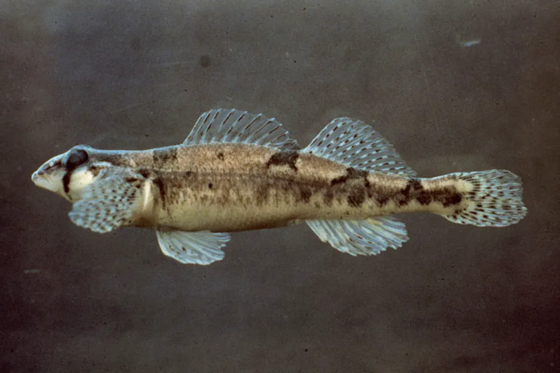Close-up of Snail darter (long, tan fish with nearly translucent fins) swimming in water