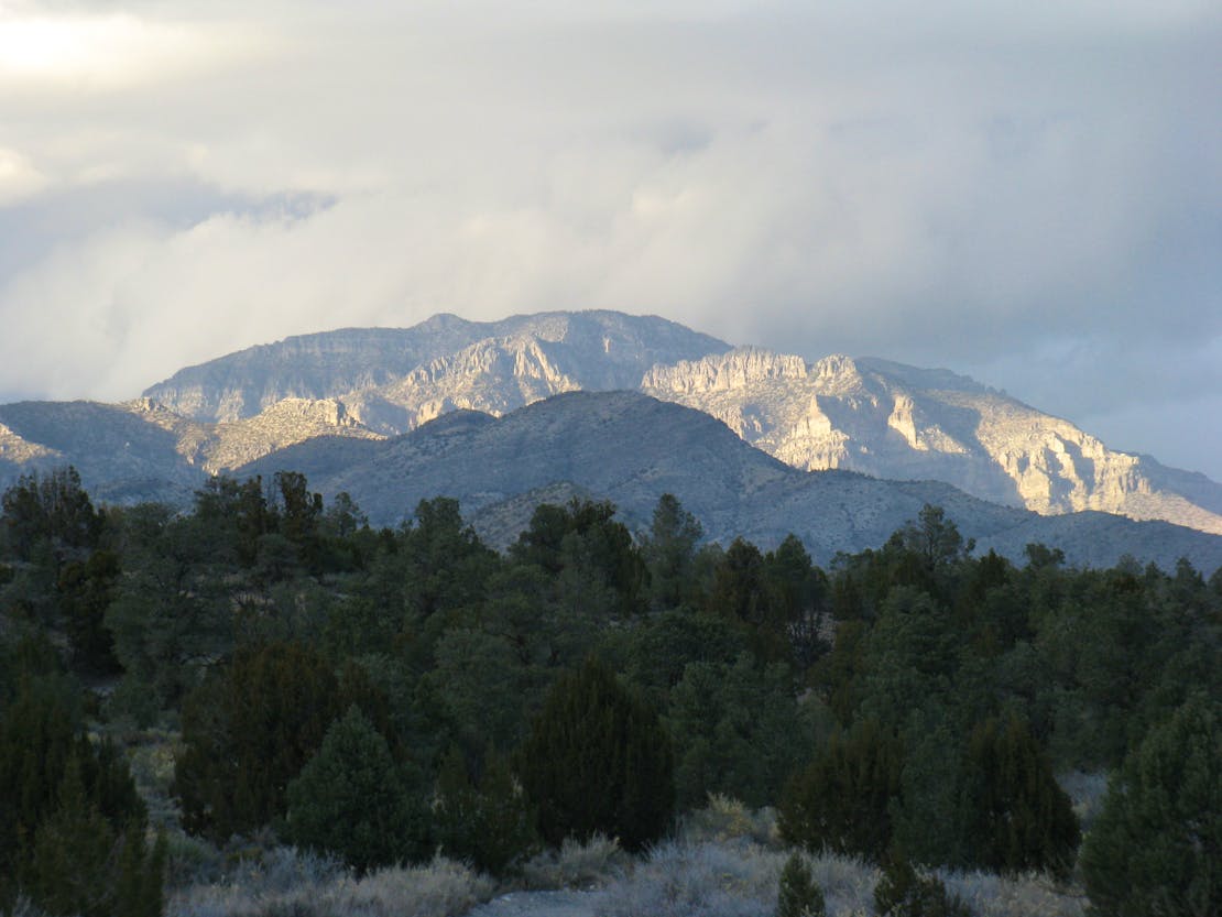 Gray white mountains behind a small forest of evergreen trees and tall, beige grasses.