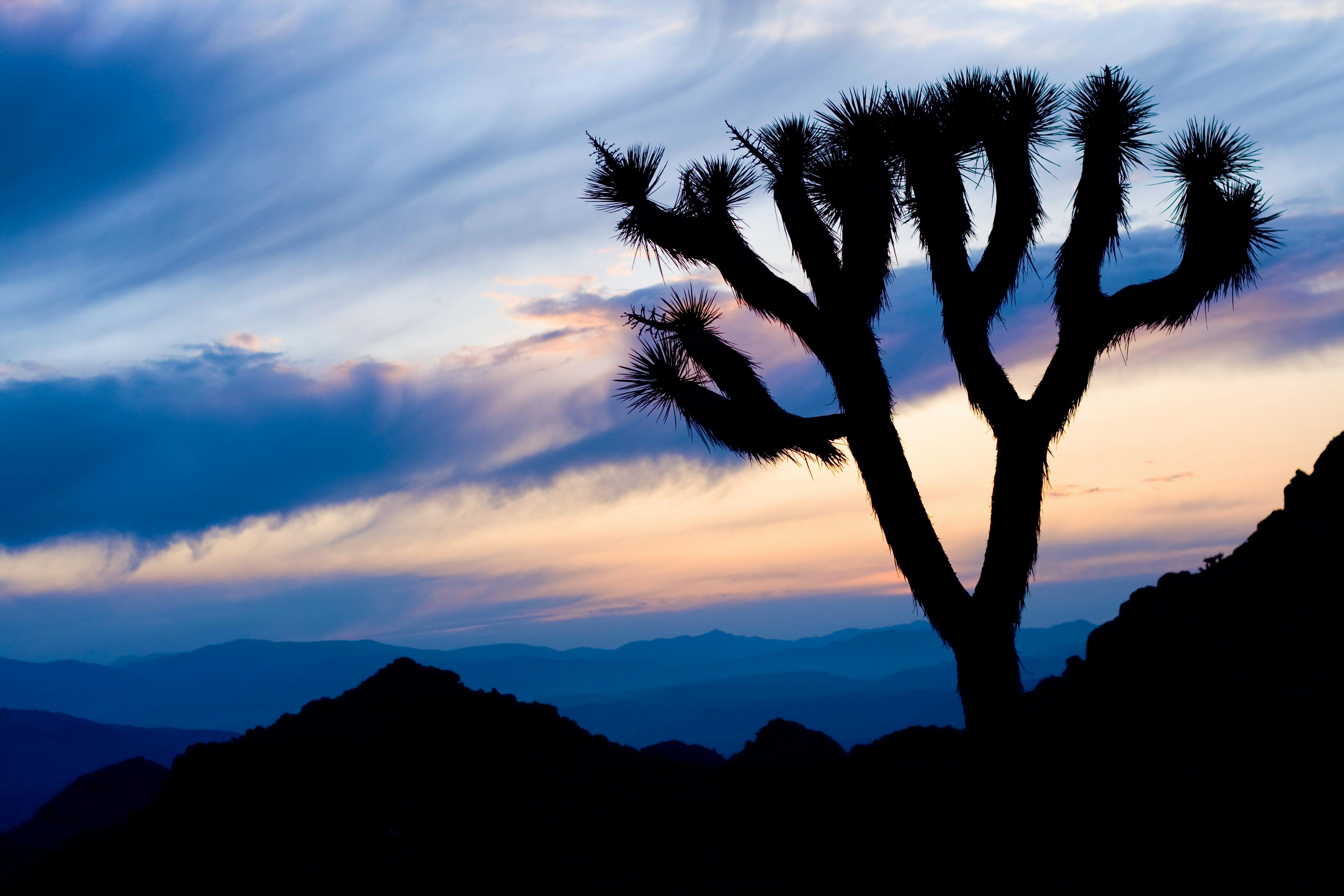 Joshua tree sunset
