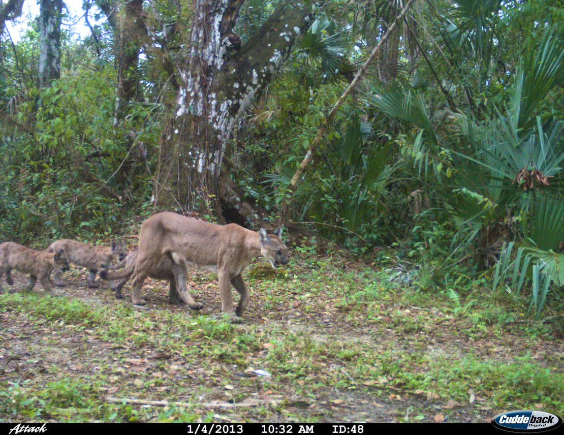 Female Florida panther with kittens caught on a trail camera at the Florida Panther National Wildlife Refuge