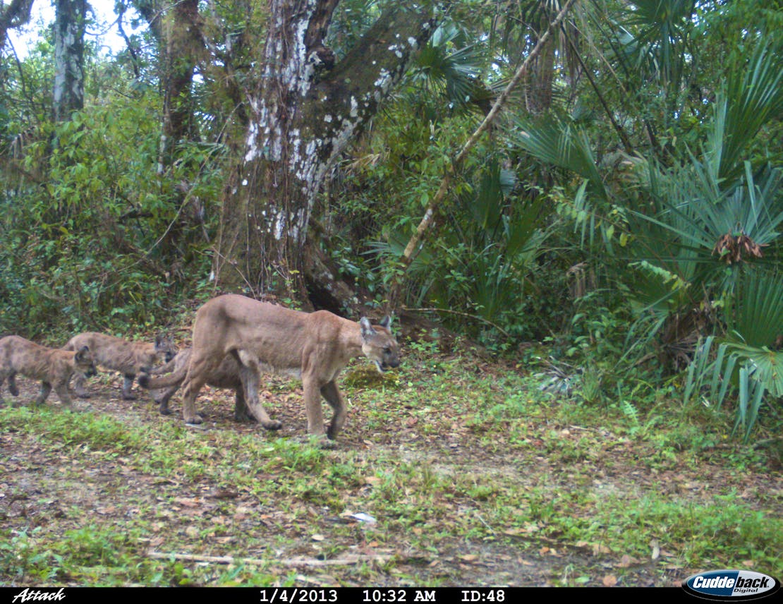 Female Florida panther with kittens caught on a trail camera at the Florida Panther National Wildlife Refuge