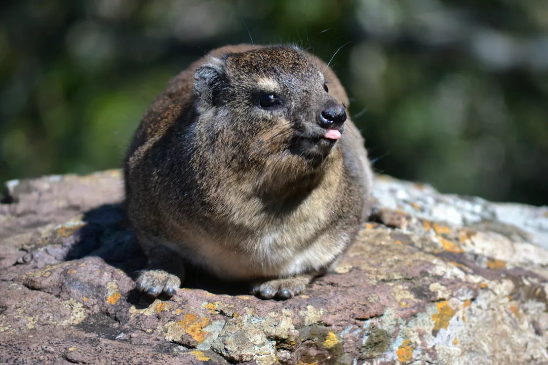 A rock hyrax sits on a rock. His tongue is sticking out and he looks to the right of the camera.