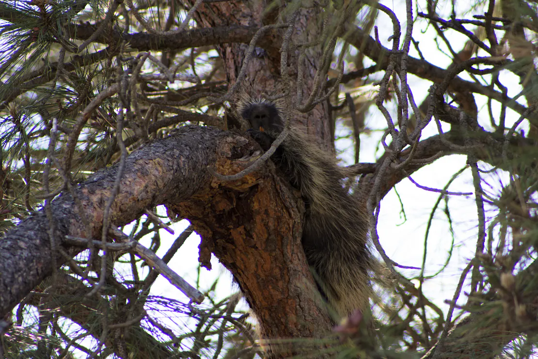 A porcupine sits high in a tree, sitting on a thick branch coming off the trunk. He blends in well with the spindly branches on the tree.