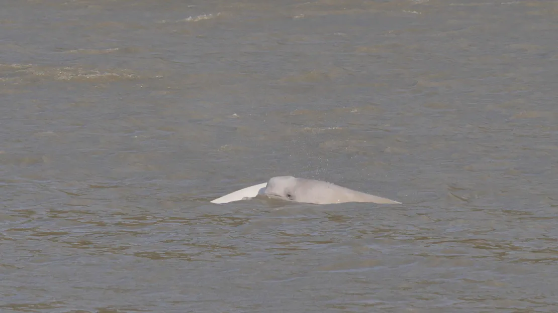 A mom and baby Cook Inlet beluga break the grey-blue water's surface for air. The baby's face is clearly visible with its mother's body curving behind it.