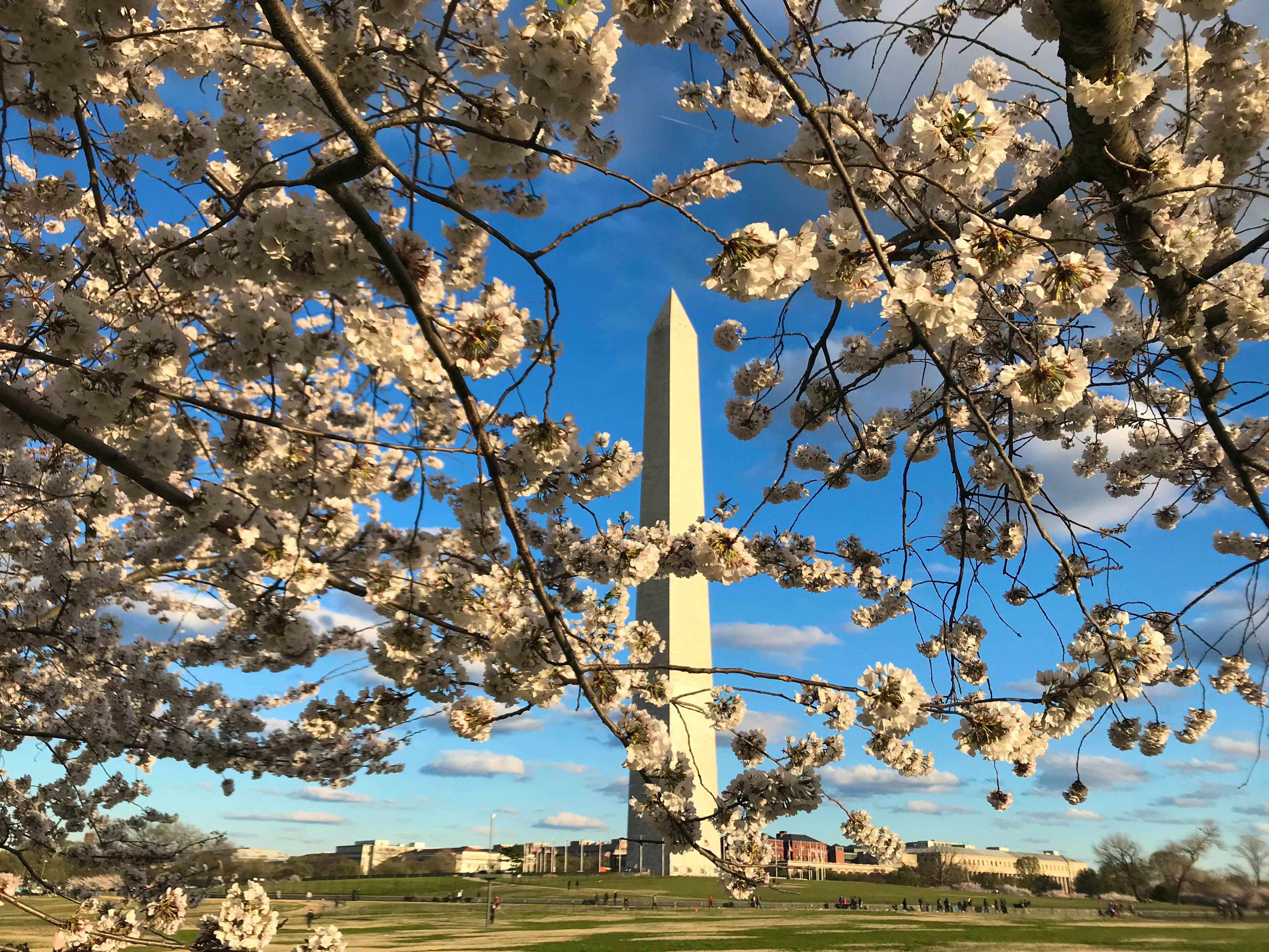 Washington monument - cherry blossoms 