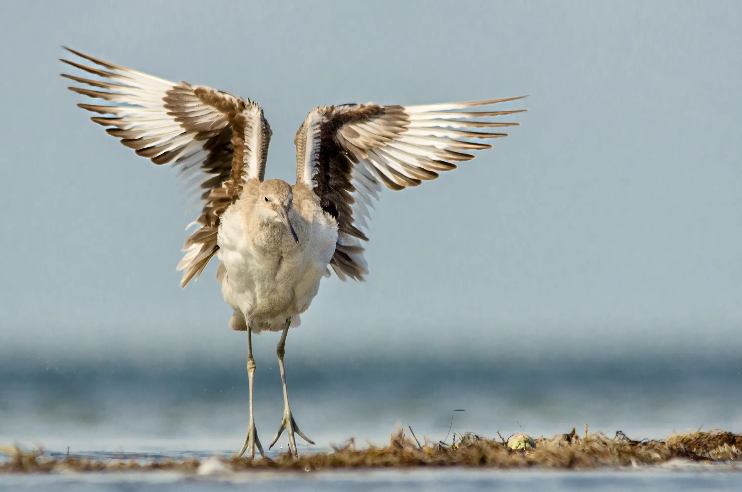 Willet