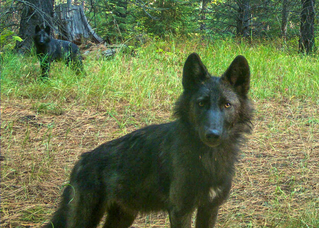A black, 5-month-old juvenile wolf stops to look right at a camera trap.